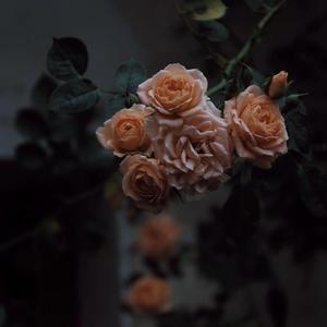 红面罩黑丝袜少妇太爽了
